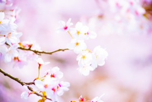 DSC_0004-600x401